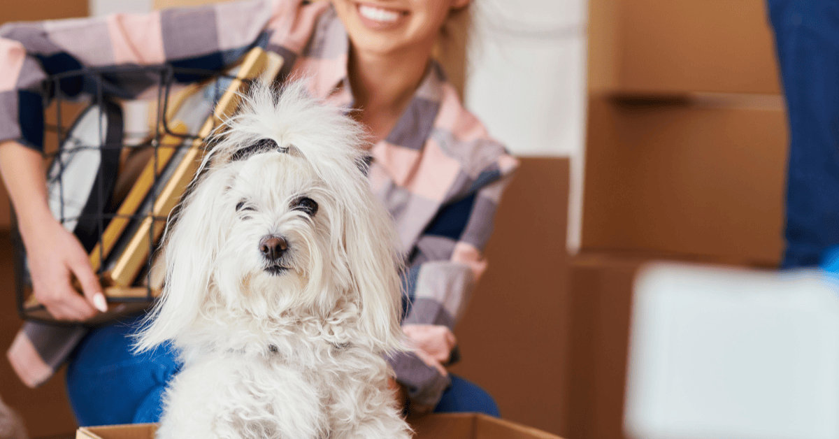 Five Things To Do When Moving with Pets